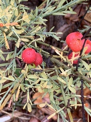 Osyris alba