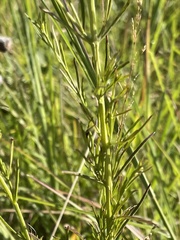 Agalinis fasciculata