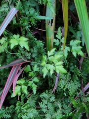Lygodium microphyllum