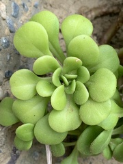 Sedum formosanum
