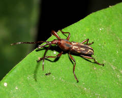Brentidae