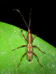 Brentidae