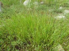 Eleocharis palustris