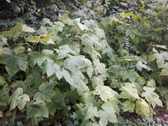 Rubus odoratus