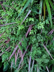 Lygodium microphyllum