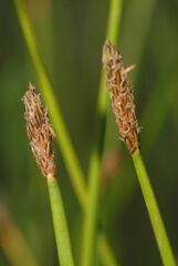Eleocharis palustris