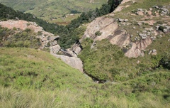 Pseudocordylus subviridis