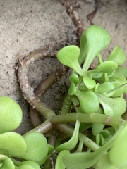 Sedum formosanum