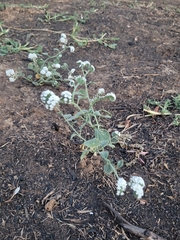 Heliotropium europaeum