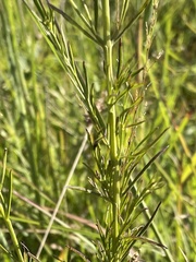 Agalinis fasciculata