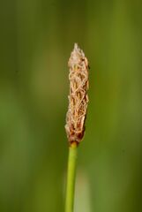 Eleocharis palustris