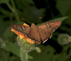 Apyrrothrix araxes