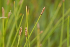 Eleocharis palustris