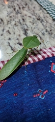 Choeradodis rhombicollis