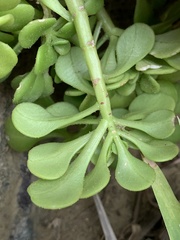 Sedum formosanum