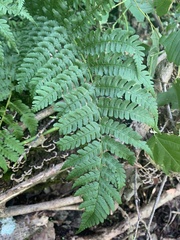 Dryopteris marginalis