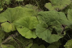 Petasites