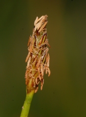 Eleocharis palustris