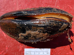 Modiolus modiolus