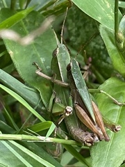 Dichromorpha viridis