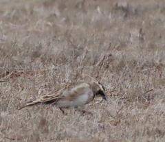 Eremophila alpestris