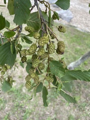 Alnus glutinosa