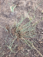 Ephedra distachya