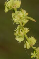 Rumex pulcher