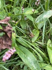 Dichromorpha viridis