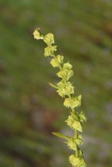 Rumex pulcher