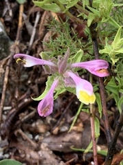 Galeopsis angustifolia