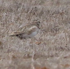 Eremophila alpestris