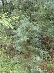 Cupressus arizonica