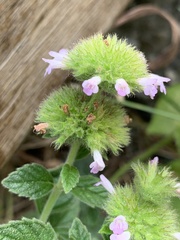 Clinopodium chinense
