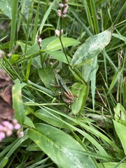 Dichromorpha viridis