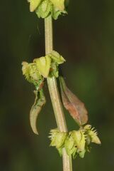 Rumex pulcher