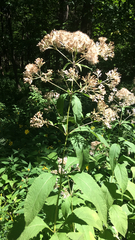 Eutrochium purpureum