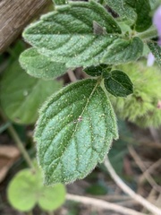 Clinopodium chinense