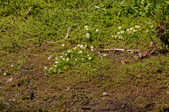 Ranunculus aquatilis