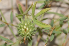 Trifolium squamosum