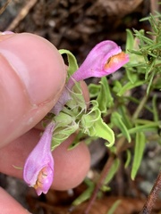 Galeopsis angustifolia