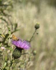 Atalopedes campestris