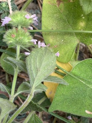 Clinopodium chinense