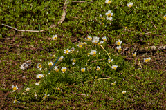Ranunculus aquatilis