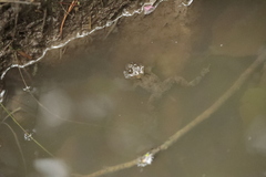 Bombina variegata