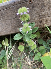 Clinopodium chinense
