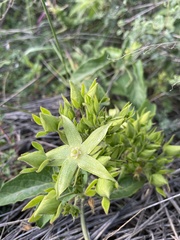 Gonolobus grandiflorus