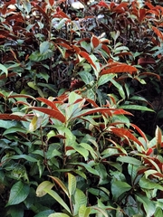 Excoecaria cochinchinensis