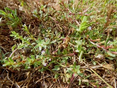 Lythrum tribracteatum