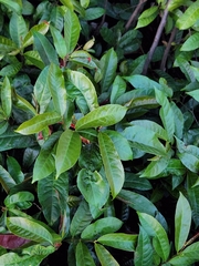 Excoecaria cochinchinensis